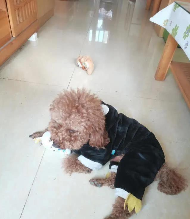 她房间, 了笑声和温, img